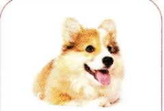 狗
